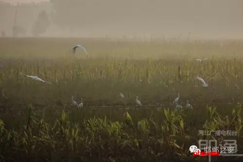 連日來(lái)，一群約有40只的白鷺棲息在邯鄲廣平縣東張孟鄉(xiāng)附近的一片玉米田地里。時(shí)而戲耍，時(shí)而自由自在地飛翔，它們描繪了一幅自然秀美的田園風(fēng)景。